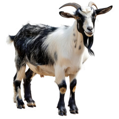 Fototapeta premium Photo of goat isolated on transparent background