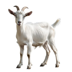 Photo of goat isolated on transparent background