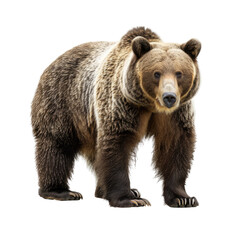 Obraz premium Photo of Grizzly Bear isolated on transparent background