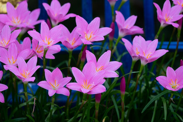 A bunch of pink flowers are in a garden