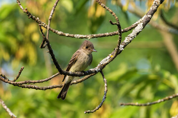 Eastern Wood pewee