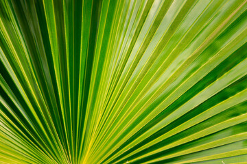 Obraz premium A leafy green plant with a large, fan-shaped leaf