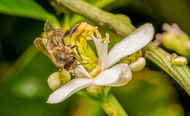 Bee on orange blossom collecting pollen in spring