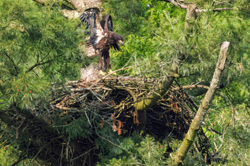Bald Eagles