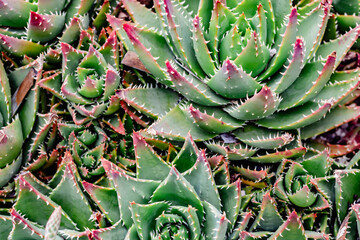 Closeup photo of succulent plants with spiky leaves and colorful edges in botanical setting