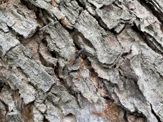 ants on bark of a tree