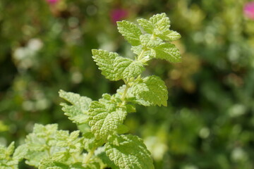 Mélisse en gros plan