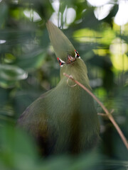 Guinea turaco