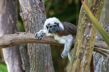 Cotton top tamarin