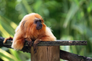 Leontopiteco testa dorata