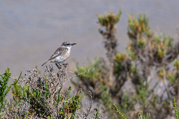 Fuerteventura stone chat, Saxicola dacotiae, female perched on bushes as the lagoon fills at Sotavento, Costa Calma, Canary Islands