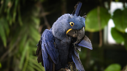 Blue Macaw