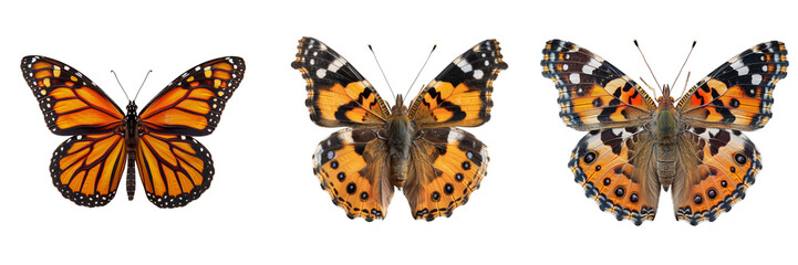 Naklejka premium Monarch butterfly and Painted Lady butterfly on transparent background