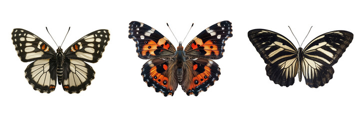 Naklejka premium Viceroy butterfly, Zebra Longwing butterfly on transparent background
