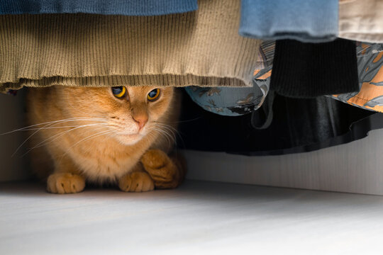 cat hiding in a closet with clothes. cat plays hide and seek. the cat is sitting in the wardrobe. shy cat