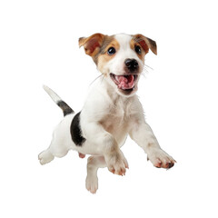 Jack Russell Terrier Puppy Jumping and Licking Face , Playful Pose Capturing Dynamic Motion.. Isolated on a Transparent Background. Cutout PNG.