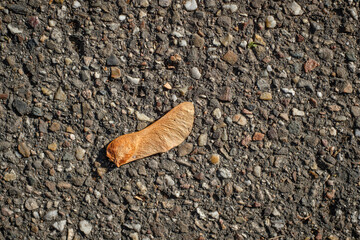 Brown maple seed on the bottom close-up