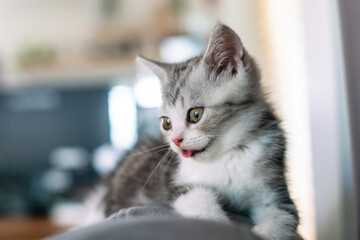 Cute cat sticking out its tongue, Cute young silver tabby Scottish Fold cat