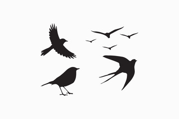 Bird silhouette vector style with white background