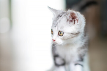 Cute baby cat in the house, Silver Tabby Scottish Fold Cat