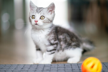 Cute baby cat  in the house, Silver Tabby Scottish Fold Cat 