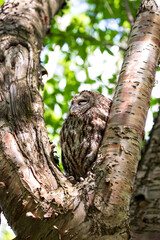Tawny owl in the deep forest (Strix aluco)