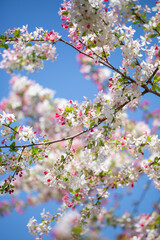 Pink and white cherry tree blossom with sky blue background