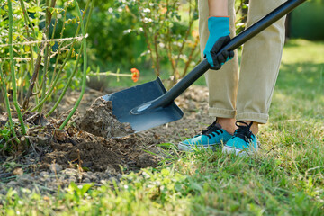 Gardener woman with shovel digging around rose bush