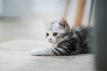 Cat lying on the carpet, Cute young silver tabby Scottish Fold cat 