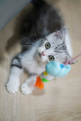 Cute young silver tabby Scottish Fold cat , Having fun playing with cat toys Cats are cute in the house