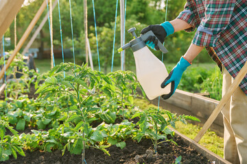 Hands with sprayer, spraying tomato plant bushes on wooden raised bed box