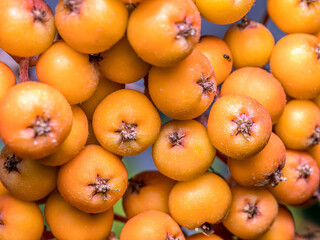 Cluster of ripening rowan fruits