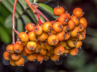 Cluster of ripening rowan fruits