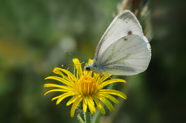 Greater White Angel butterfly (Pieris brassicae) on the yellow flower.