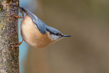 bird, natur, wild lebende tiere, tier, ast, schnabel