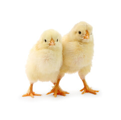 Two cute chicks isolated on white. Baby animals