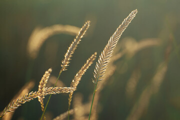 Western wheat grass at wild meadow.