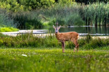 Alert young deer with budding antlers on the background of the lake, showcasing the beauty of wildlife, wallpaper. Scotland