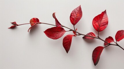 Red Autumn Leaves on a Branch Against a White Background