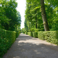 High hedges in the park