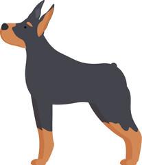 Large black and tan doberman pinscher standing alert and paying attention