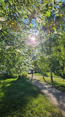 bird cherry in bloom in the sun and greenery in spring