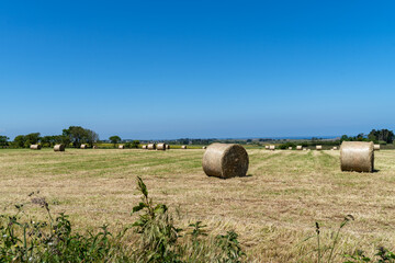 Des bottes de foin rondes parsèment les champs de la campagne finistérienne sous un ciel bleu printanier en Bretagne.