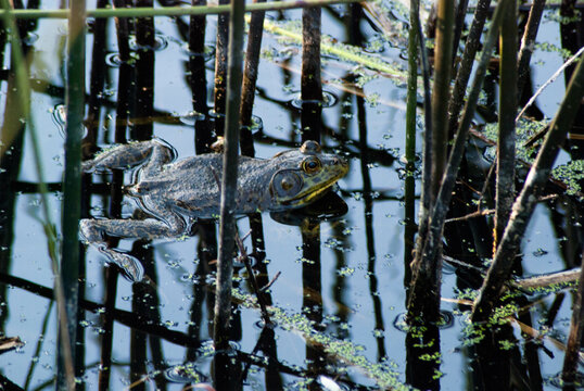 Frog Amongst Reeds