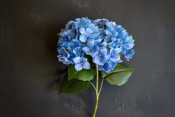 A single blue hydrangea, its clusters of small, vibrant blue flowers set against a charcoal backdrop. The image captures the lush fullness and subtle shades of the hydrangea.