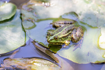Cute frog standing on water lily petals, close-up. macro photo.
