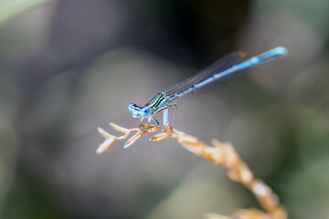 blue dragonfly on a green leaf