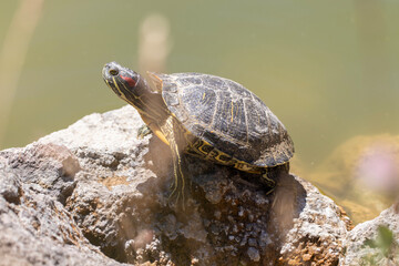 Obraz premium turtle on the rocks