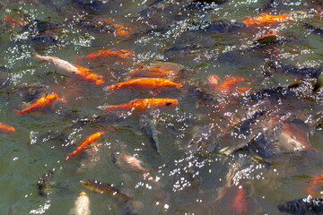 koi fish swimming in a pond