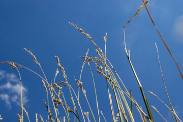 reed against blue sky